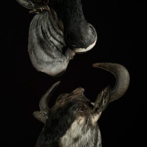 Blue Widebeest Shoulder Mount