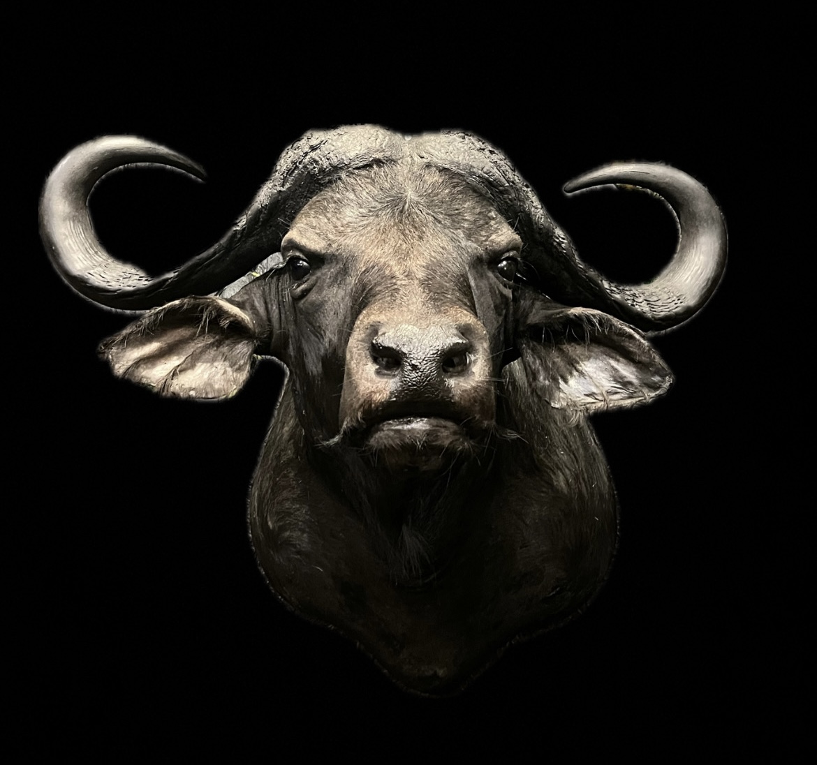 CAPE BUFFALO SHOULDER MOUNT2
