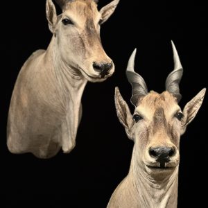 Eland Shoulder Mount