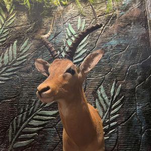 Impala Shoulder Mount