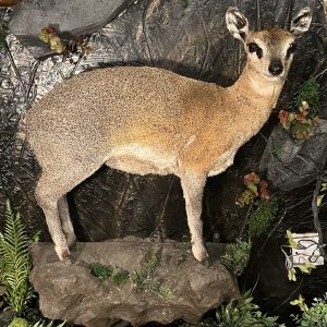 Klipspringer Full Mount