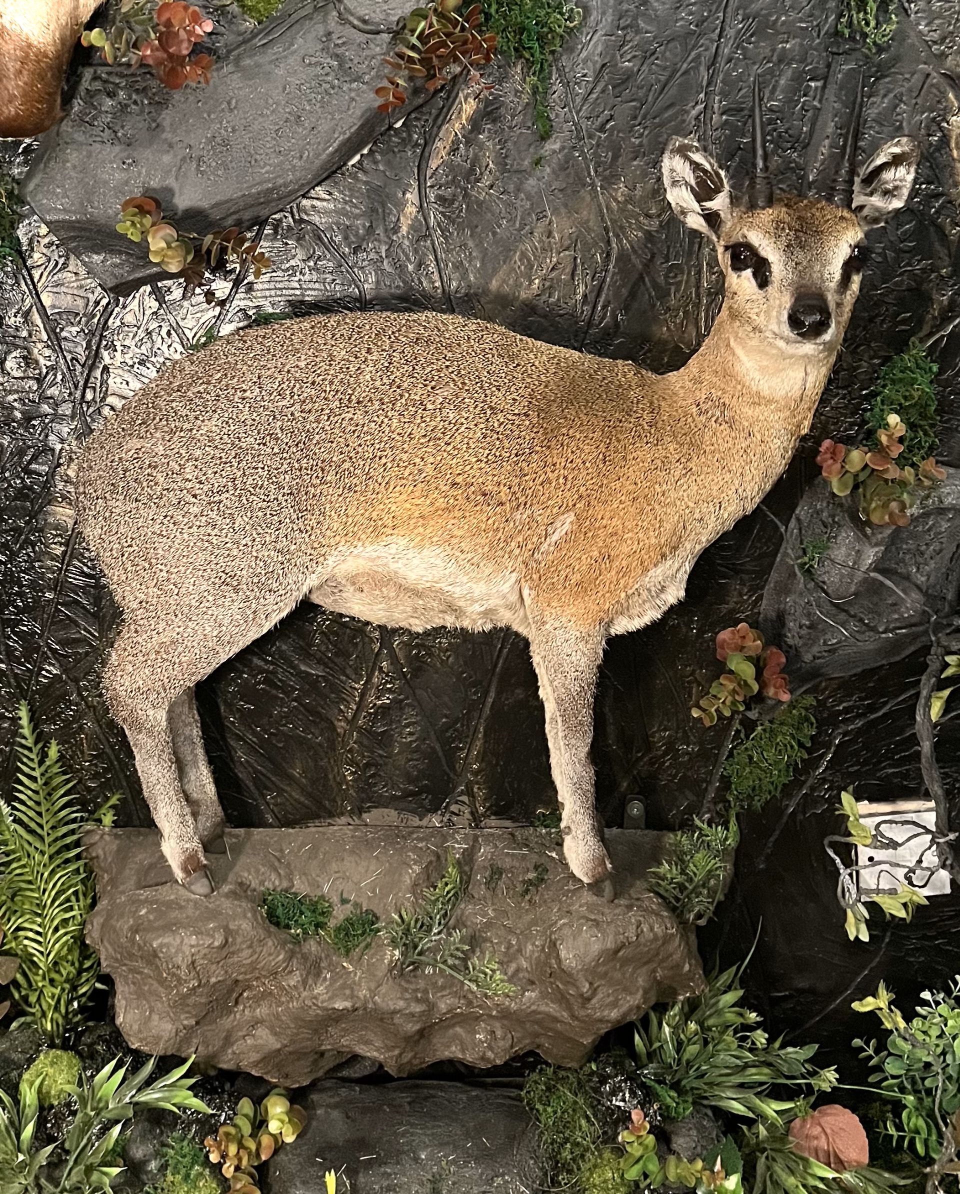 KLIPSPRINGER FULL MOUNT