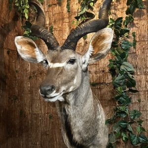 Kudu Shoulder Mount