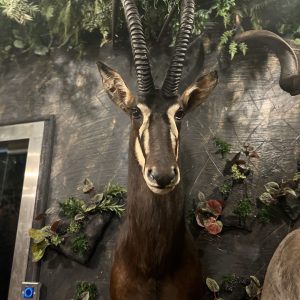 Sable Shoulder Mount