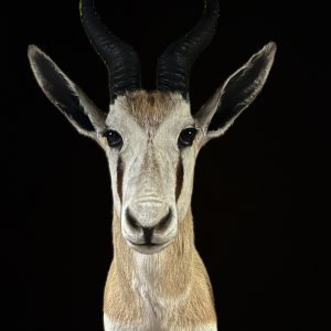 Springbok Shoulder Mount