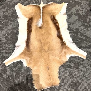 Springbok Skin