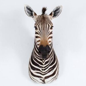 Zebra Shoulder Mount